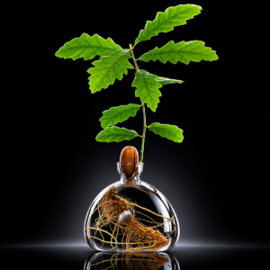 Plante personnalisable